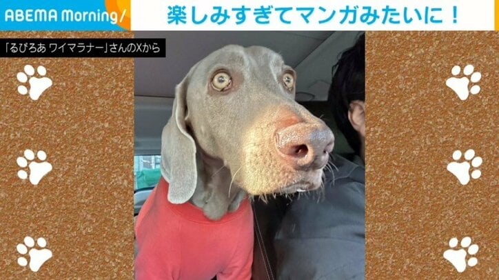 犬のルピくん（4歳）