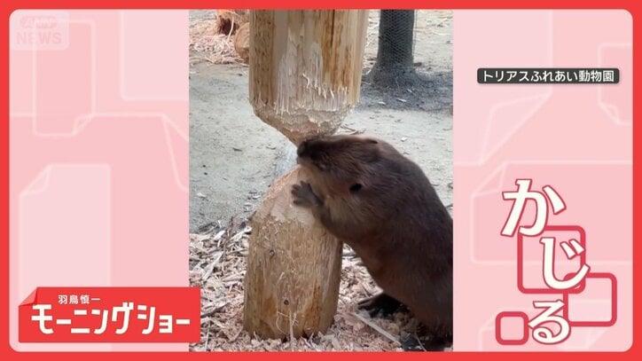 「ぼくにはもっと大切なことがある！」急に木をかじるのをやめた　アメリカビーバー