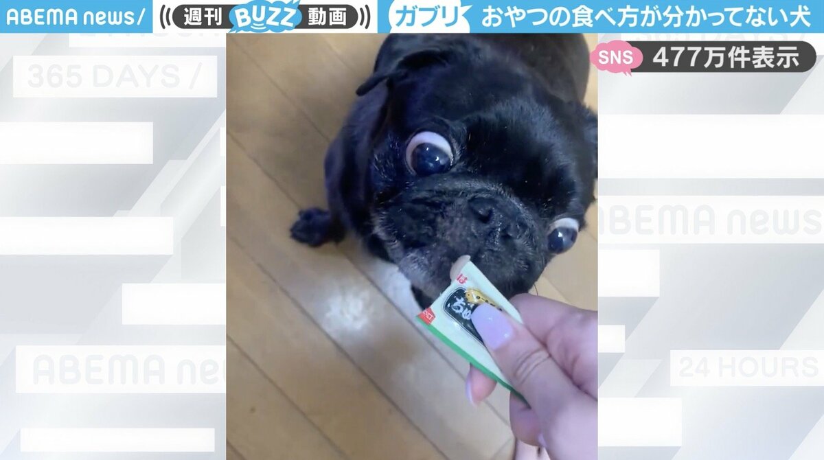 目がガンギマリw」“ちゅ～る”を豪快に食べるパグの姿が、SNSで話題「手