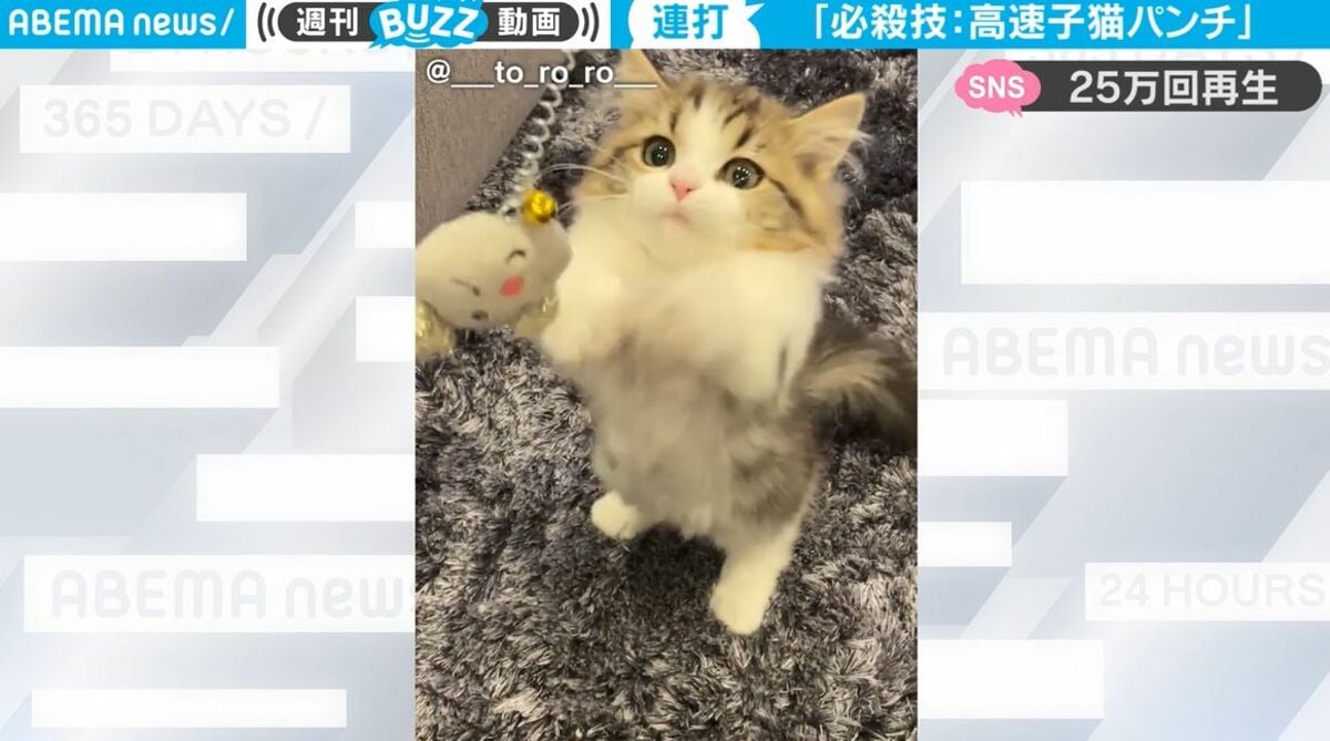 ぶら下がったオモチャに“高速猫パンチ”！ あざと可愛すぎる子猫の