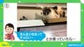 猫に仕事の邪魔をされないために箱を設置…どんどん集まり予想外の展開に「箱の魔力半端ない」