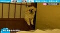 「え、部屋に何かいる…」電気をつけた飼い主に衝撃 犬のリアクションが「紛れもなく現行犯」と話題