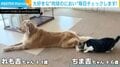 ゴールデンレトリバーの“肉球におい”チェックは猫の日課…拒否されるとネコパンチしちゃう様子に「めちゃ可愛い!」「嗅ぎやすいようアンヨの裏を出す優しさw」