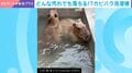 心の汚れも落とす“モフモフ洗濯機” 水風呂でグルグル…カピバラ2匹のシンクロ技に「逆回転もする(笑)」と話題