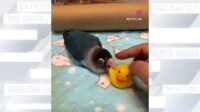 【映像】おもちゃをくちばしで“ポイッ”と放り投げるインコ