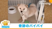 【映像】生後2カ月の子犬が見せた“奇跡のバイバイ”