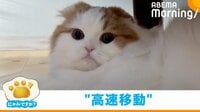 【映像】高速移動→ドヤ顔する猫