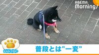 【映像】人見知りが激しい豆柴の逃走劇