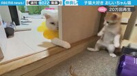 【映像】子猫が見せた咄嗟のリアクション