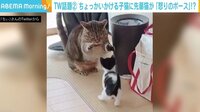 ちょっかいをかける子猫に2足立ちで“怒りのポーズ”