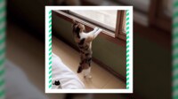 猫が“つかまり立ち”に悶絶