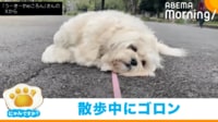【映像】「もう散歩は終わり?」 絶妙なタイミングで声をかけられた犬