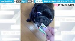 「目がガンギマリw」“ちゅ～る”を豪快に食べるパグの姿が、SNSで話題「手まで食べられそうｗ」「すごい形相ですね笑」