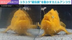 ユラユラ…カエルアンコウが“疑似餌”を振り回す様子に「虚無具合が可愛すぎる」「お掃除じょうず」などの声