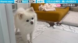 3日ぶりに帰宅した飼い主を見つめるポメラニアン→警戒から喜びに変わる瞬間がかわいすぎて大反響！