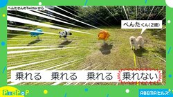 騙されかけた!! “絶妙な距離感”で公園の遊具に並ぶ犬に「モフモフで1番乗りたい」「ワンチャン乗れないだろうか？」とほっこり