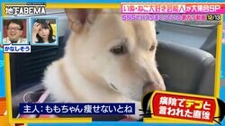 「こんな二重顎の犬はいないって言われた」ぽちゃ犬の気まずいリアクションが可愛すぎる