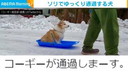 「この通過の仕方は予想外」ソリに乗り微動だにしないコーギー 思わず笑うシュールな光景に反響多数