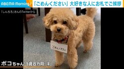 ごめんくださいワン...イヌの首から札を下げた“愛らしい姿”に「礼儀正しすぎる」「飼い主素敵」の声