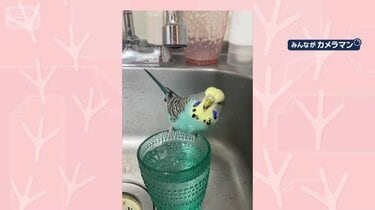 ダダダ！ 超高速タッチ 脚で箱を高速でたたくインコさん 中身を確認し