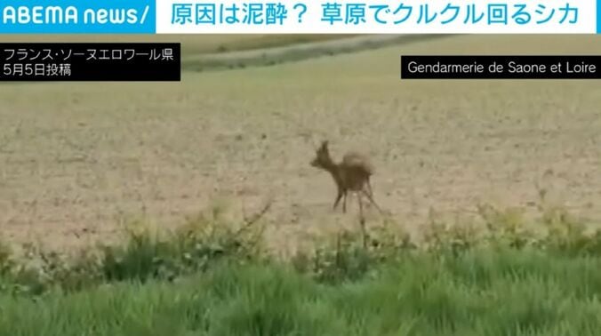 シカ