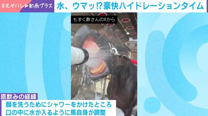 馬のノーブルビーチ