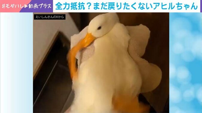 アヒルの照鞠ちゃん