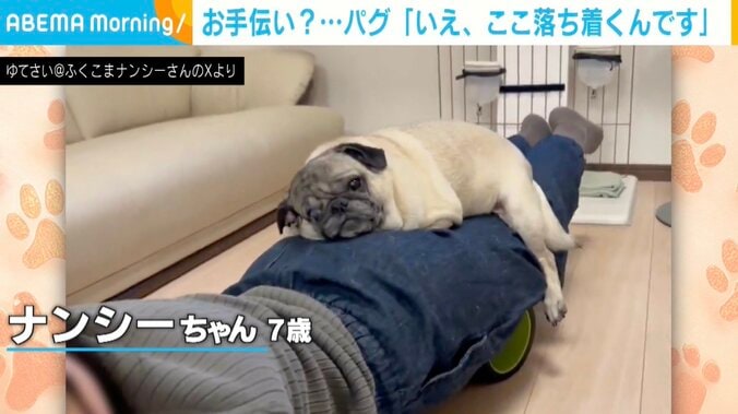 パグのナンシーちゃん