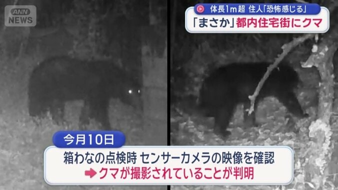 別のカメラにも同一の個体とみられるクマの姿