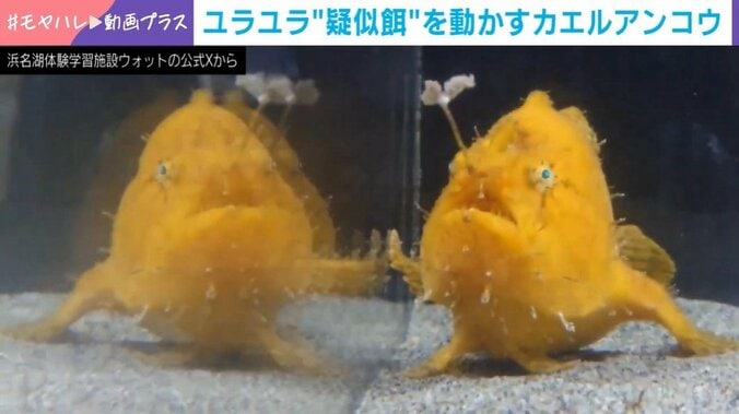 カエルアンコウ