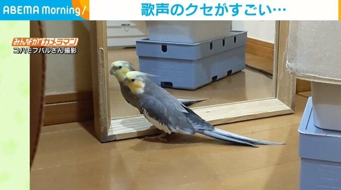 鏡の前で歌声を披露するインコ “クセ強”なビブラートに飼い主爆笑 1枚目