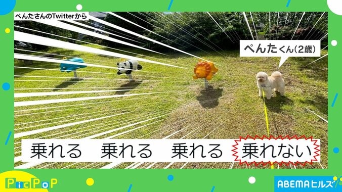 騙されかけた!! “絶妙な距離感”で公園の遊具に並ぶ犬に「モフモフで1番乗りたい」「ワンチャン乗れないだろうか？」とほっこり 1枚目