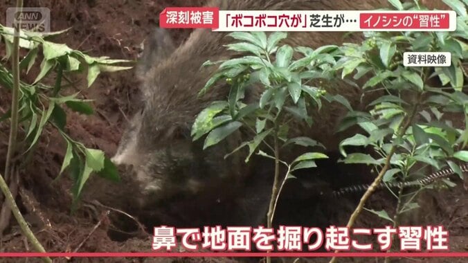 鼻で地面を掘り起こす習性