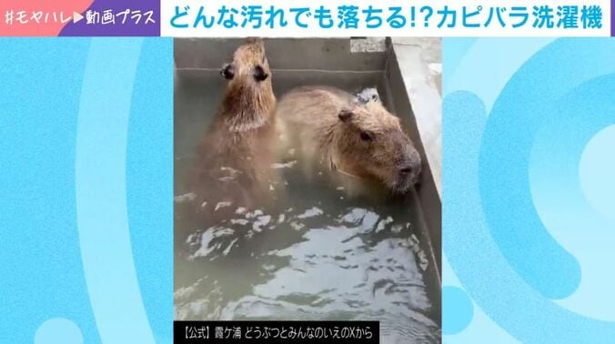 カピバラ