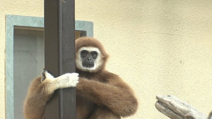 動物たちの可愛すぎる“食事タイム”に密着! ホワイトタイガーこだわりのディナーとは?
