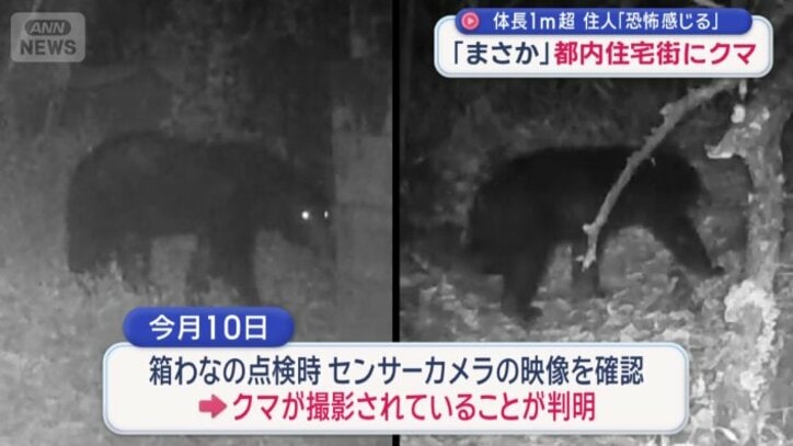 別のカメラにも同一の個体とみられるクマの姿
