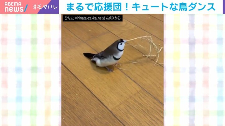 カノコスズメのうたくん（4歳）