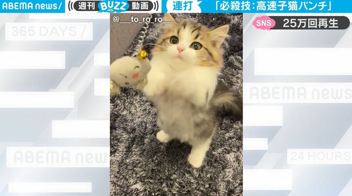 ぶら下がったオモチャに“高速猫パンチ”！ あざと可愛すぎる子猫の萌える必殺技に大反響 「何回も見てしまう」「まるでアイドル」