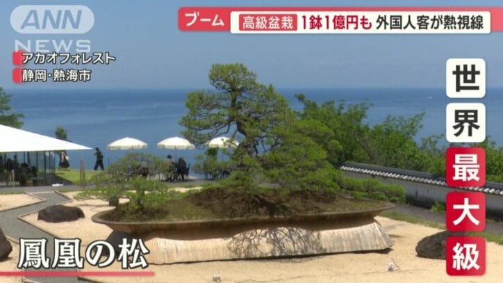 高さ5メートル、幅は13メートルもある