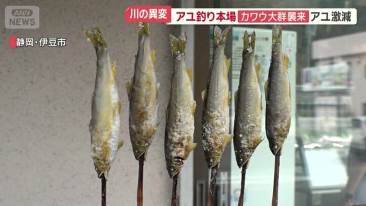 影響はアユ料理の店にも
