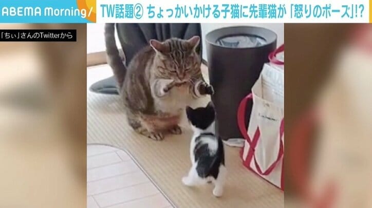 ちょっかいをかける子猫に2足立ちで 怒りのポーズ 2匹のやりとりに癒やされる人続出 手加減してるところに愛を感じる 国内 Abema Times