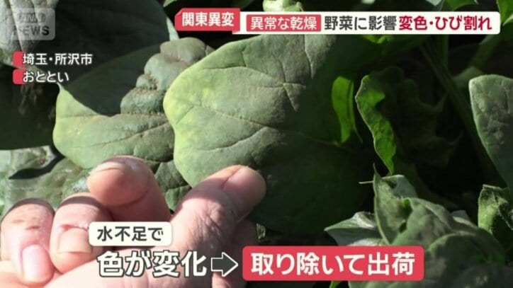 水分が足りず色が変わったホウレンソウの葉っぱ