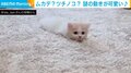 モゾモゾと這うように進む姿は…ツチノコ？『ONE PIECE』の海ネコ？ 猫の不思議な動きに反響