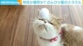 鼻にボールが直撃！のんびり屋の猫が見せたミラクルの瞬間 飼い主「高速シャッターで撮影」