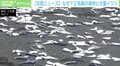 海岸に大量のイワシ、福島県沖の地震と関係が? 専門家「直接的な関係は考えづらい」