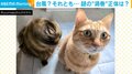 “ネコ台風”発生中！飼い主が撮影した“偶然の一枚”に「にゃんドリル」「素晴らしい局所台風ですね」と反響