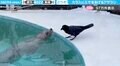 「飼育員さんごっこ？」アザラシとカラスの“不思議な組み合わせ”のやりとりがSNSで話題！「独自の行動！？すごい！」「足ツルツルしちゃうの可愛いw」