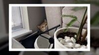 猫の完全に「やってしまった」感