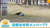 【動画】カラスの“くちばしドリブル”