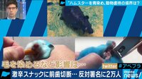 AbemaPrime【平日よる9時～生放送】 - 企画 - "青染めハムスター"動画が大炎上「動物虐待」から命あるものとの関わり方を考える | 動画視聴は【Abemaビデオ(AbemaTV)】